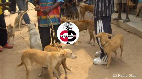 Siguiri/ Doko : Des chiens drogués par des jeunes délinquants avec du  » Tramadol » s’attaquent aux hommes et aux animaux domestiques.
