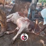 Haute Guinée: La foudre fait des dégâts à Siguiri…