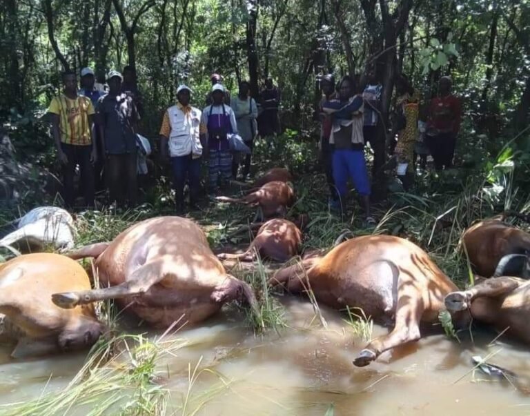 Drame à Kérouané : 20 bœufs retrouvés  morts suite à une inondation à Kanfrandou.