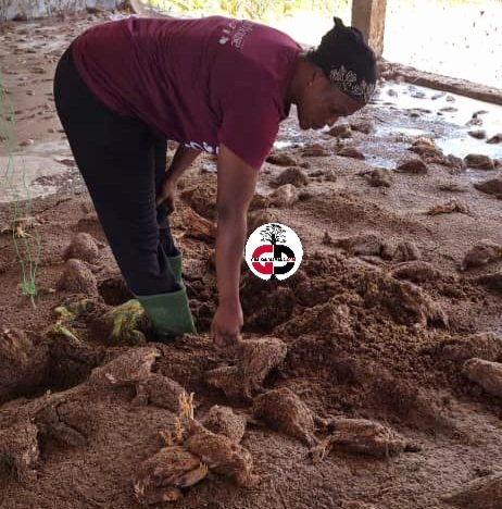 Mandiana : Une ferme avicole inondée, plus de 2000 poulets emportés.