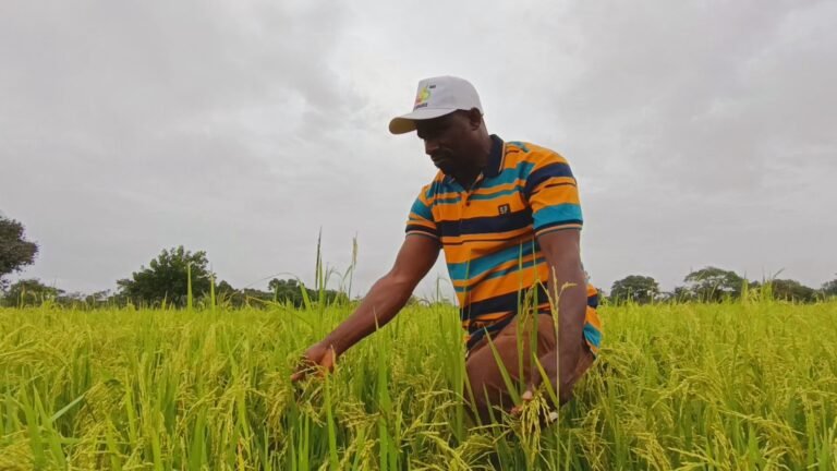 Mandiana : À la rencontre de Toumani Diakité, un jeune passionné de l’agriculture. 