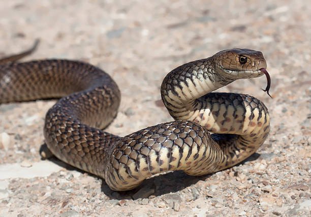 Kabananko à Djanbaya (Siguiri) : Un serpent condamné à mort par un charmeur , pour avoir mordu un père de famille.