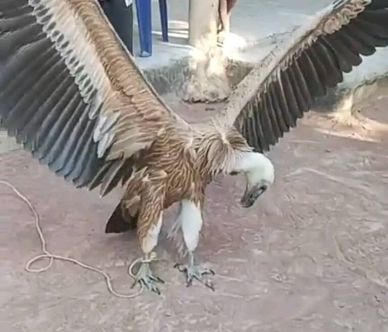 Siguiri : Découverte d’un oiseau étranger à Norassoba « C’est un vautour fauve. »