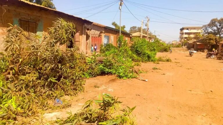 Siguiri : Le Directeur Préfectoral des travaux publics annonce le remplacement de tout arbre coupé lors de la construction des routes. 