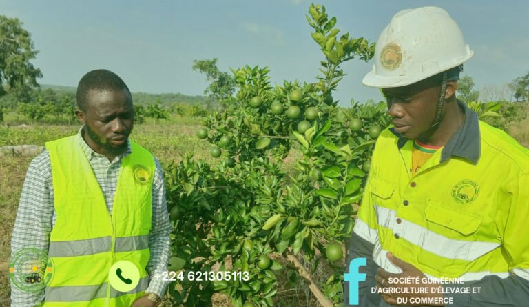 Kankan / Agriculture : La SOGAEC, la meilleure société agricole dans la région administrative. 