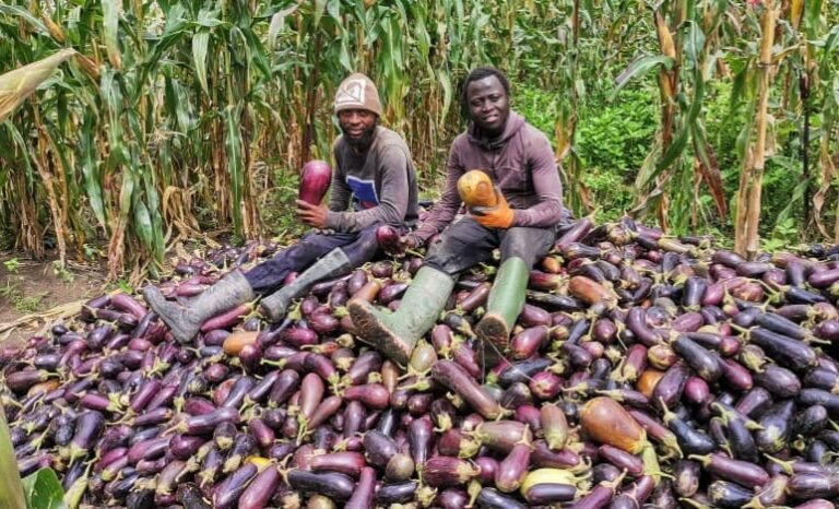 Guinée : Zoom sur Youth Agro Power, une entreprise Agro-business qui marque son existence à travers tout le pays. 